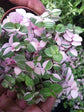 Pink Lady Tradescantia Turtle Vine - Live Plant in a 2 Inch Pot - Callisia Repens &