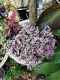 Pink Lady Tradescantia Turtle Vine - Live Plant in a 2 Inch Pot - Callisia Repens &
