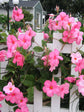 Pink Mandevilla Plant with Trellis - Live Plant in a 10 Inch Pot - Beautiful Flowering Easy Care Vine for The Patio and Garden