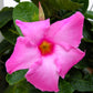 Pink Mandevilla Plant with Trellis - Live Plant in a 10 Inch Pot - Beautiful Flowering Easy Care Vine for The Patio and Garden