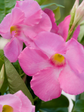 Pink Mandevilla Plant with Trellis - Live Plant in a 10 Inch Pot - Beautiful Flowering Easy Care Vine for The Patio and Garden