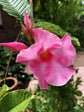 Pink Mandevilla Plant with Hoop - Live Plant in a 6 Inch Pot - Florist Quality Flowering Easy Care Vine for The Patio and Garden