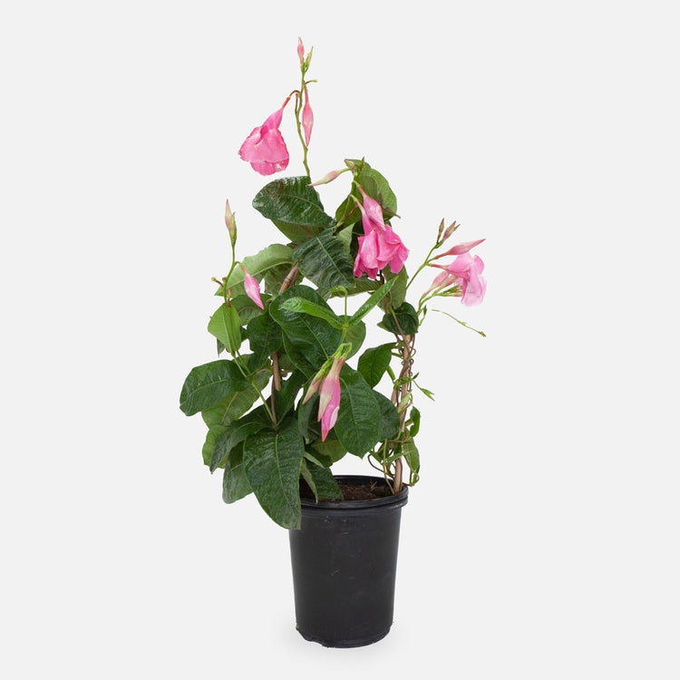indoor vine plant with pink flowers Pink Mandevilla Plant with Hoop - Live Plant in a 6 Inch Pot