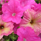 Pink Petunia - Live Plant in a 4 Inch Growers Pot - Finished Plants Ready for The Patio and Garden