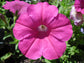 Pink Petunia - Live Plant in a 4 Inch Growers Pot - Finished Plants Ready for The Patio and Garden