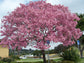 Pink Tabebuia Trumpet Tree - Live Plant in a 3 Gallon Pot - Tabebuia Heterophylla - Beautiful Flowering Tree