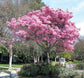 Pink Tabebuia Trumpet Tree - Live Plant in a 3 Gallon Pot - Tabebuia Heterophylla - Beautiful Flowering Tree