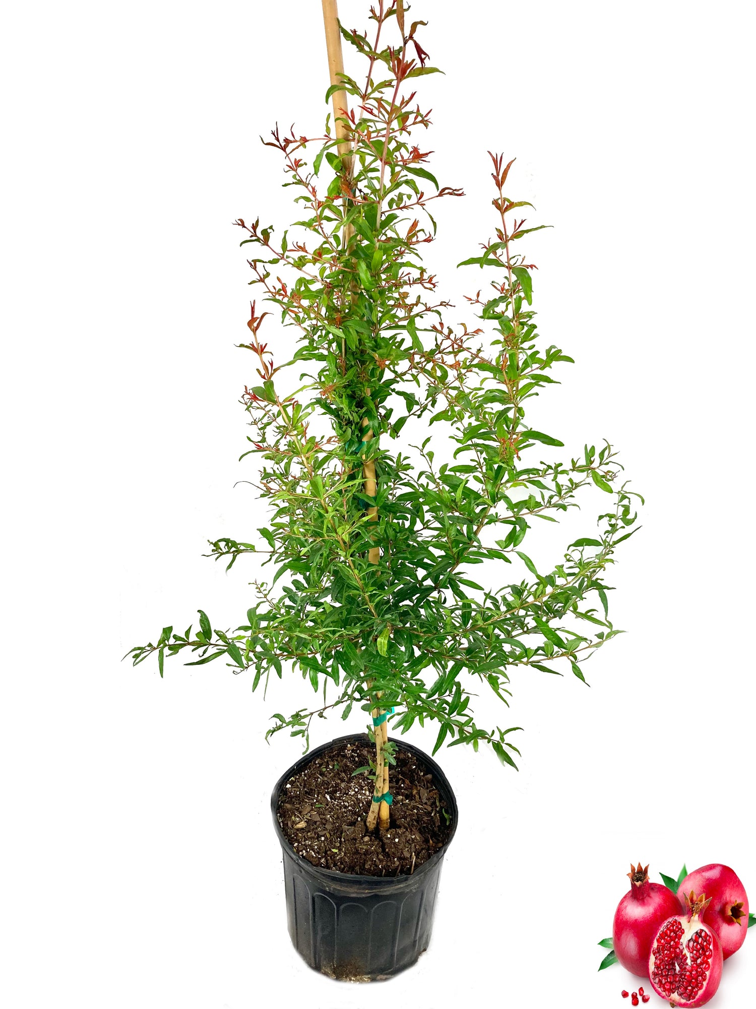 pomegranate plant in pot Pomegranate Tree - Live Tree in a 3 Gallon Pot - 3 to 5 Feet Tall