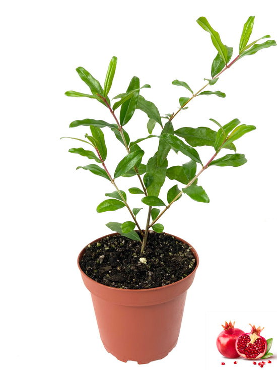 Pomegranate Tree - Live Plants in 4 Inch Growers Pots - Edible Fruit Bearing Tree for The Patio and Garden