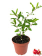 Pomegranate Tree - Live Plant in a 4 Inch Growers Pot - Edible Fruit Bearing Tree for The Patio and Garden
