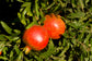Pomegranate Tree - Live Plant in a 6 Inch Growers Pot - Edible Fruit Bearing Tree for The Patio and Garden
