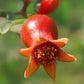 Pomegranate Tree - Live Plants in 6 Inch Growers Pots - Edible Fruit Bearing Tree for The Patio and Garden