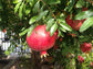 Pomegranate Tree - Live Plant in a 6 Inch Growers Pot - Edible Fruit Bearing Tree for The Patio and Garden