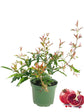 Pomegranate Tree - Live Plants in 6 Inch Growers Pots - Edible Fruit Bearing Tree for The Patio and Garden