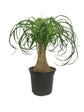 Ponytail Palm - Live Plant in a 6 Inch Growers Pot - Beaucarnea Recurvata - Beautiful Clean Air Indoor Succulent Houseplant