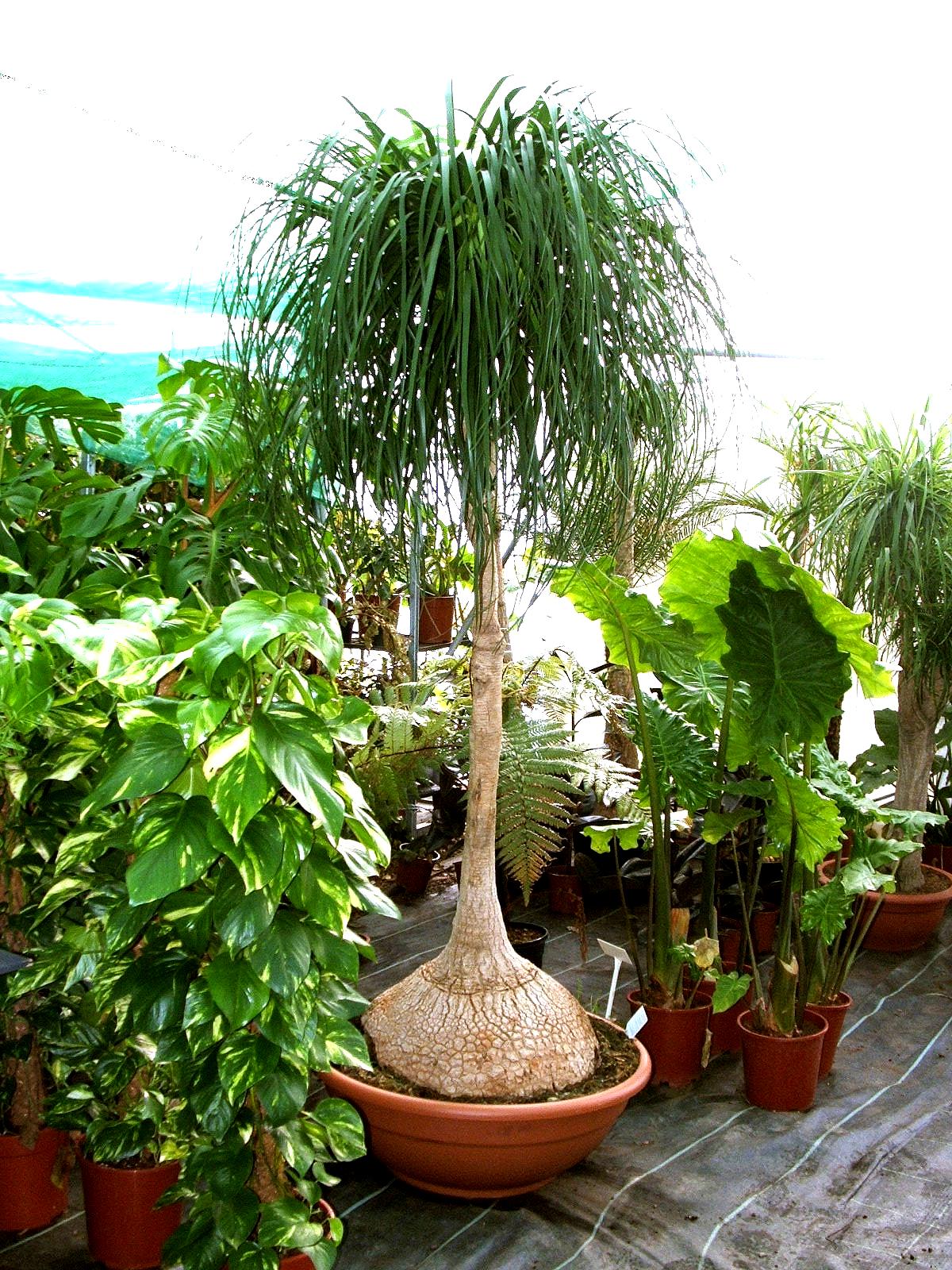 Ponytail Palm Live Plant (Beaucarnea Recurvata) – 2 Inch Pot, Easy Care Drought Tolerant Indoor Houseplant, Pet Friendly