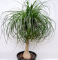 Ponytail Palm - Live Plant in a 10 Inch Pot - Beaucarnea Recurvata - Beautiful Clean Air Indoor Succulent Houseplant