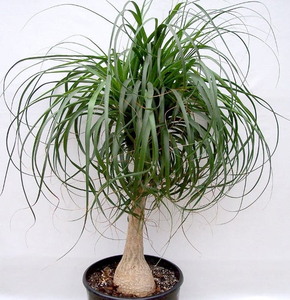 are ponytail palms succulents Ponytail Palm - Live Plant in a 10 Inch Pot - Beaucarnea Recurvata