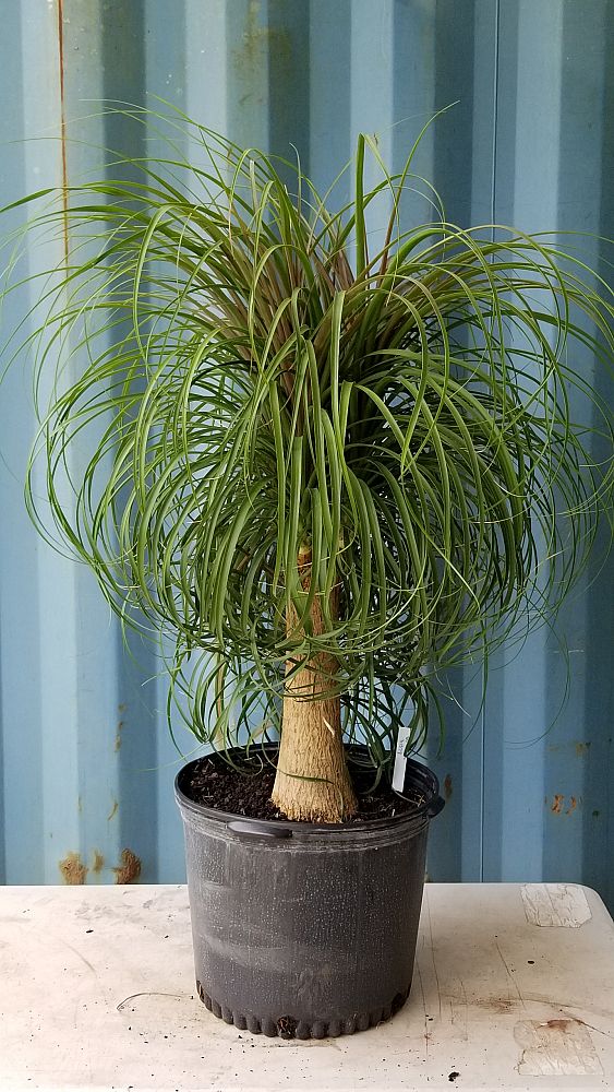 potting ponytail palm Ponytail Palm - Live Plant in a 10 Inch Pot - Beaucarnea Recurvata