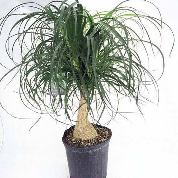 ponytail palm online Ponytail Palm - Live Plant in a 10 Inch Pot - Beaucarnea Recurvata