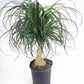 Ponytail Palm - Live Plant in a 10 Inch Pot - Beaucarnea Recurvata - Beautiful Clean Air Indoor Succulent Houseplant