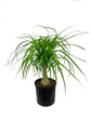 Ponytail Palm - Live Plant in an 8 Inch Pot - Beaucarnea Recurvata - Beautiful Clean Air Indoor Succulent Houseplant
