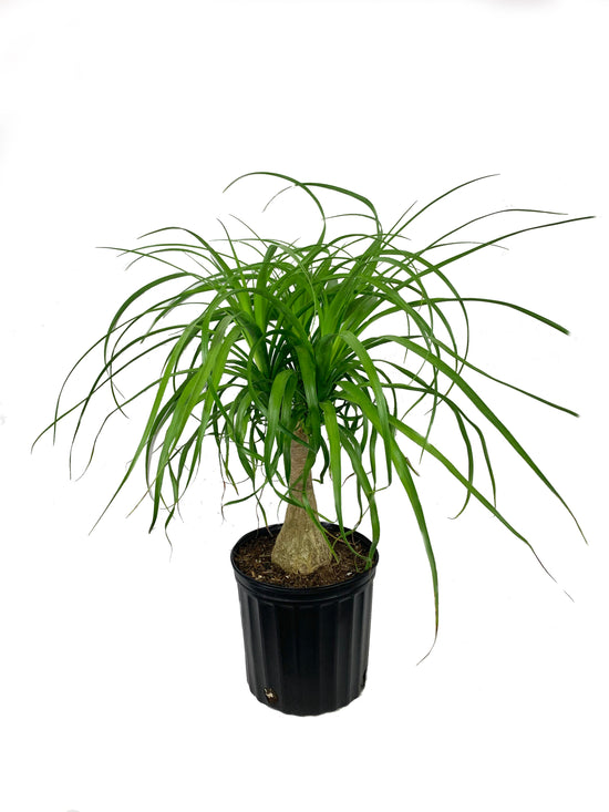 Ponytail Palm - Live Plant in a 10 Inch Pot - Beaucarnea Recurvata - Beautiful Clean Air Indoor Succulent Houseplant