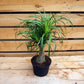 Ponytail Palm - Live Plant in a 6 Inch Growers Pot - Beaucarnea Recurvata - Beautiful Clean Air Indoor Succulent Houseplant