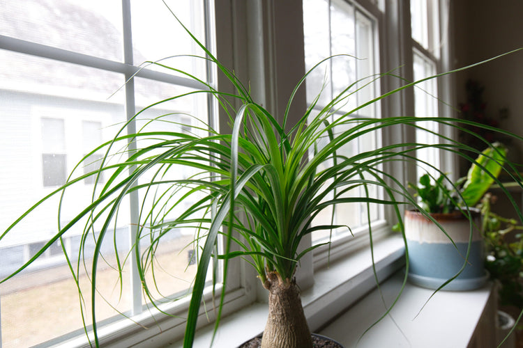 miniature ponytail palm bonsai Ponytail Palm - Live Plant in an 8 Inch Pot - Beaucarnea Recurvata