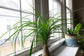 Ponytail Palm - Live Plant in an 8 Inch Pot - Beaucarnea Recurvata - Beautiful Clean Air Indoor Succulent Houseplant