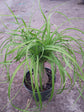 Ponytail Palm - Live Plant in an 8 Inch Pot - Beaucarnea Recurvata - Beautiful Clean Air Indoor Succulent Houseplant