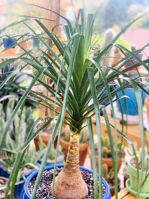 live ponytail palm Ponytail Palm - Live Plant in an 8 Inch Pot - Beaucarnea Recurvata