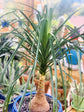 Ponytail Palm - Live Plant in an 8 Inch Pot - Beaucarnea Recurvata - Beautiful Clean Air Indoor Succulent Houseplant