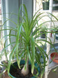 Ponytail Palm - Live Plant in an 8 Inch Pot - Beaucarnea Recurvata - Beautiful Clean Air Indoor Succulent Houseplant