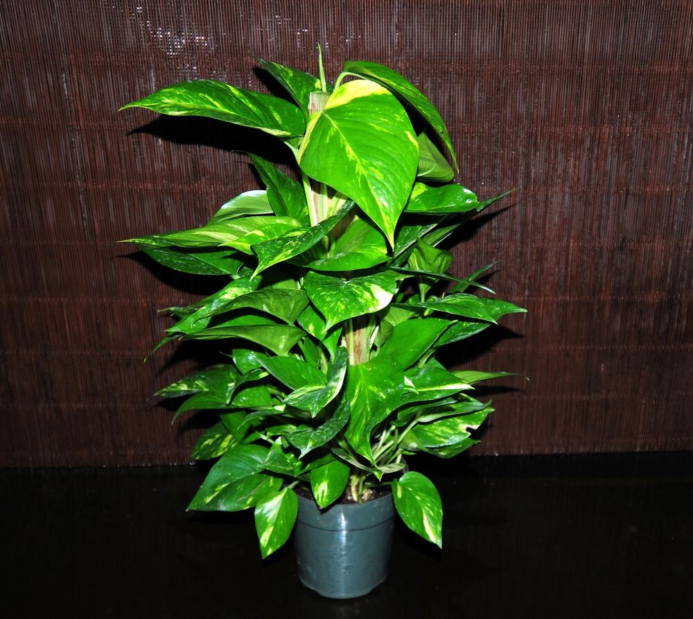 pothos plant vs devils ivy Devil's Ivy Pothos Plant - Live Plant in a 6 Inch Pot