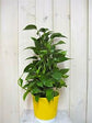 Pothos Plant On A Pole - Live Plant in a 6 Inch Pot - Beautiful Easy Care Air Purifying Indoor Houseplant