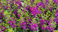 Purple Angelonia - Live Plant in a 4 inch Pot - Beautiful Flowering Annuals for Gardens and Patios - Butterfly and Hummingbird Attractor