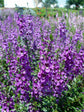 Purple Angelonia - Live Plant in a 4 inch Pot - Beautiful Flowering Annuals for Gardens and Patios - Butterfly and Hummingbird Attractor