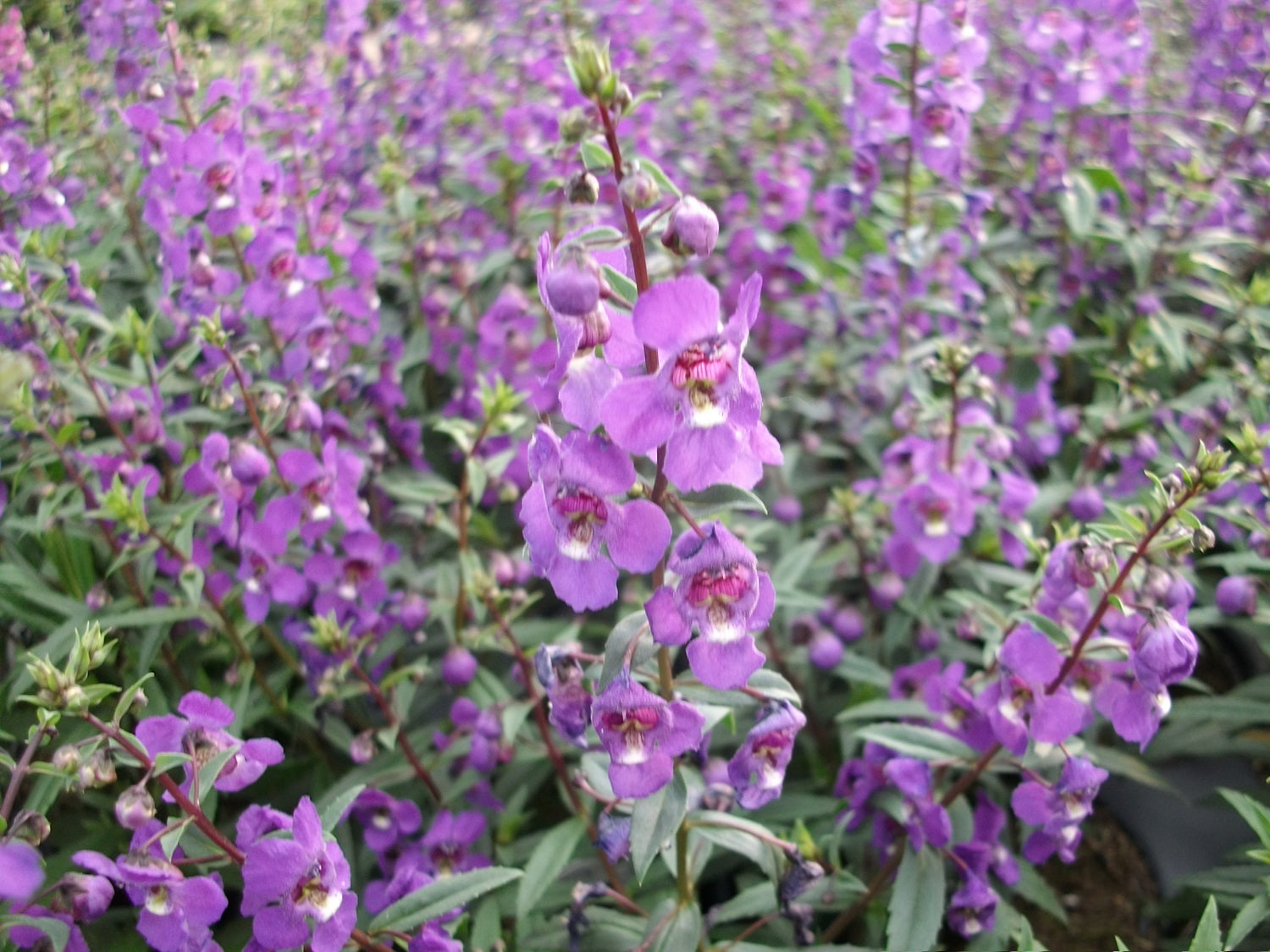 angelonia plant in pots Purple Angelonia - Live Plant in a 4 inch Pot