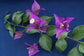New River Purple Bougainvillea - Live Plant in a 6 Inch Grower&