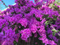 New River Purple Bougainvillea - Live Plant in a 6 Inch Grower&