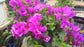 New River Purple Bougainvillea - Live Plant in a 6 Inch Grower&