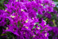 New River Purple Bougainvillea - Live Plant in a 6 Inch Grower&