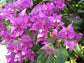 New River Purple Bougainvillea - Live Plant in a 6 Inch Grower&