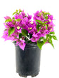 New River Purple Bougainvillea - Live Plant in a 6 Inch Grower&