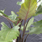 Purple Sword Alocasia - Live Plant in a 4 Inch Pot - Alocasia &