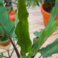 Purple Sword Alocasia - Live Plant in a 4 Inch Pot - Alocasia &