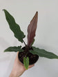 Purple Sword Alocasia - Live Plant in a 4 Inch Pot - Alocasia &