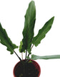 Purple Sword Alocasia - Live Plant in a 4 Inch Pot - Alocasia &