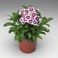Purple and White Dianthus Flowers - Live Plant in a 4 Inch Growers Pot - Dianthus spp. - Finished Plants Ready for The Patio and Garden